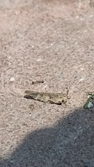 Oedipodinae