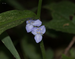 Tradescantia subaspera