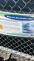 Gasterosteus aculeatus