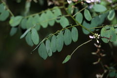 Indigofera australis