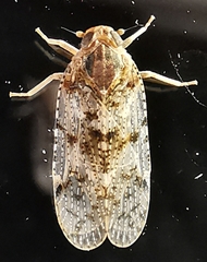 Cixiinae