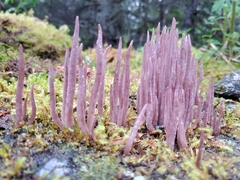 Alloclavaria