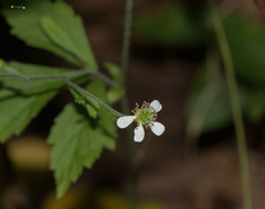 Geum canadense