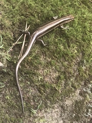 Plestiodon japonicus