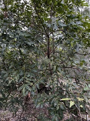 Flindersia australis