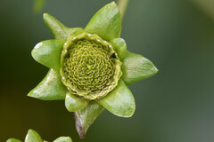 Silphium perfoliatum