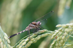 Orthetrum albistylum speciosum
