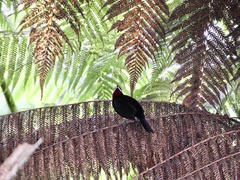 Ramphocelus carbo