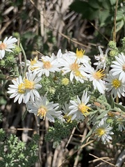 Symphyotrichum falcatum