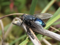 Calliphorinae