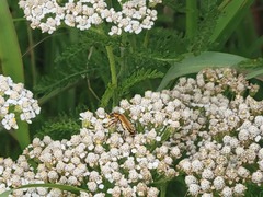 Chauliognathus marginatus