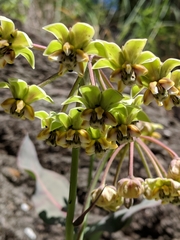 Asclepias elata
