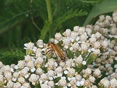 Chauliognathus marginatus