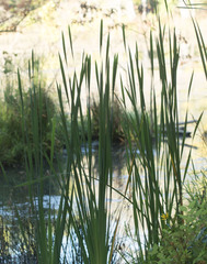 Typha angustifolia