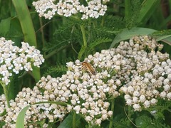 Chauliognathus marginatus