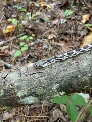 Pantherophis alleghaniensis