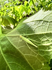 Oecanthus