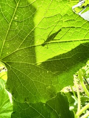 Oecanthus