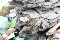 Arrhenia epichysium