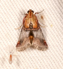 Cacozelia basiochrealis