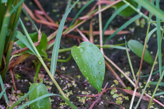 Pontederia vaginalis