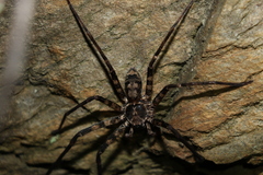 Heteropoda procera