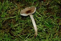 Atrobrunnea