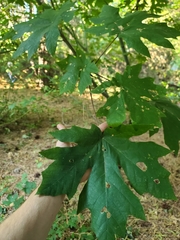 Acer macrophyllum