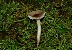 Atrobrunnea