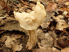 Helvella crispa