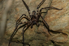 Heteropoda procera