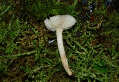 Atrobrunnea