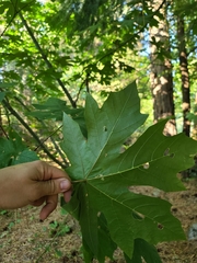Acer macrophyllum
