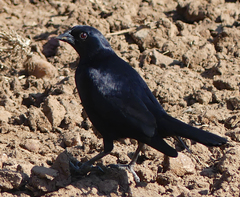 Molothrus rufoaxillaris