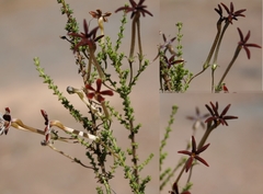 Jamesbrittenia atropurpurea