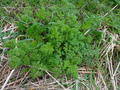 Anthriscus sylvestris