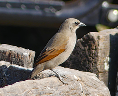 Agelaioides badius