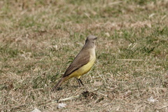 Machetornis rixosa