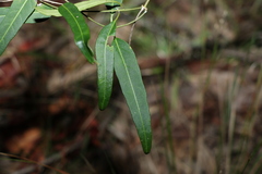 Leichhardtia coronata