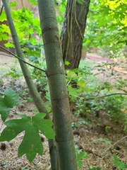 Acer macrophyllum