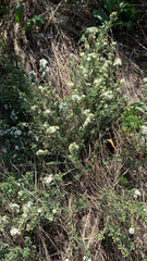 Symphyotrichum falcatum
