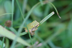 Hyla japonica