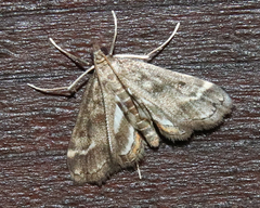 Parapoynx obscuralis