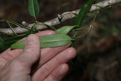 Leichhardtia coronata