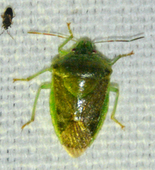 Banasa dimidiata