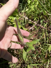 Asclepias viridiflora