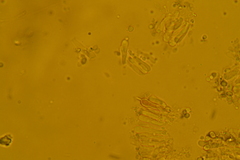 Atrobrunnea