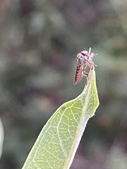 Holcocephala