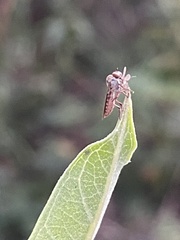 Holcocephala