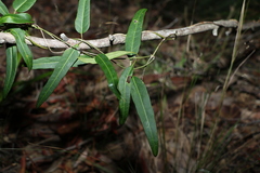 Leichhardtia coronata